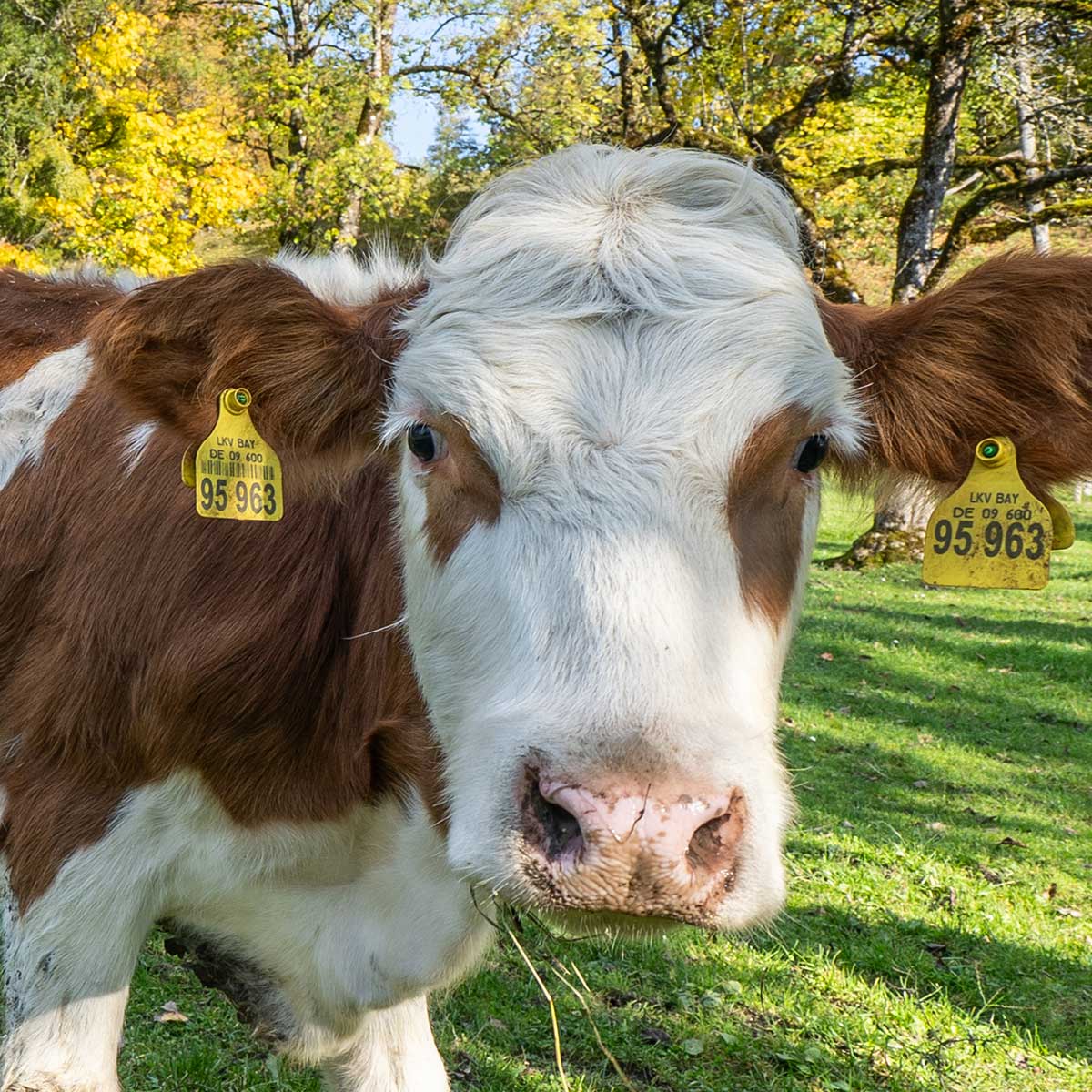 Ferienwohnung-Steffelbauerhof-Familienurlaub-Kaelber-am-Hof Ferienwohnung-Steffelbauerhof-Familienurlaub-Kaelber-am-Hof