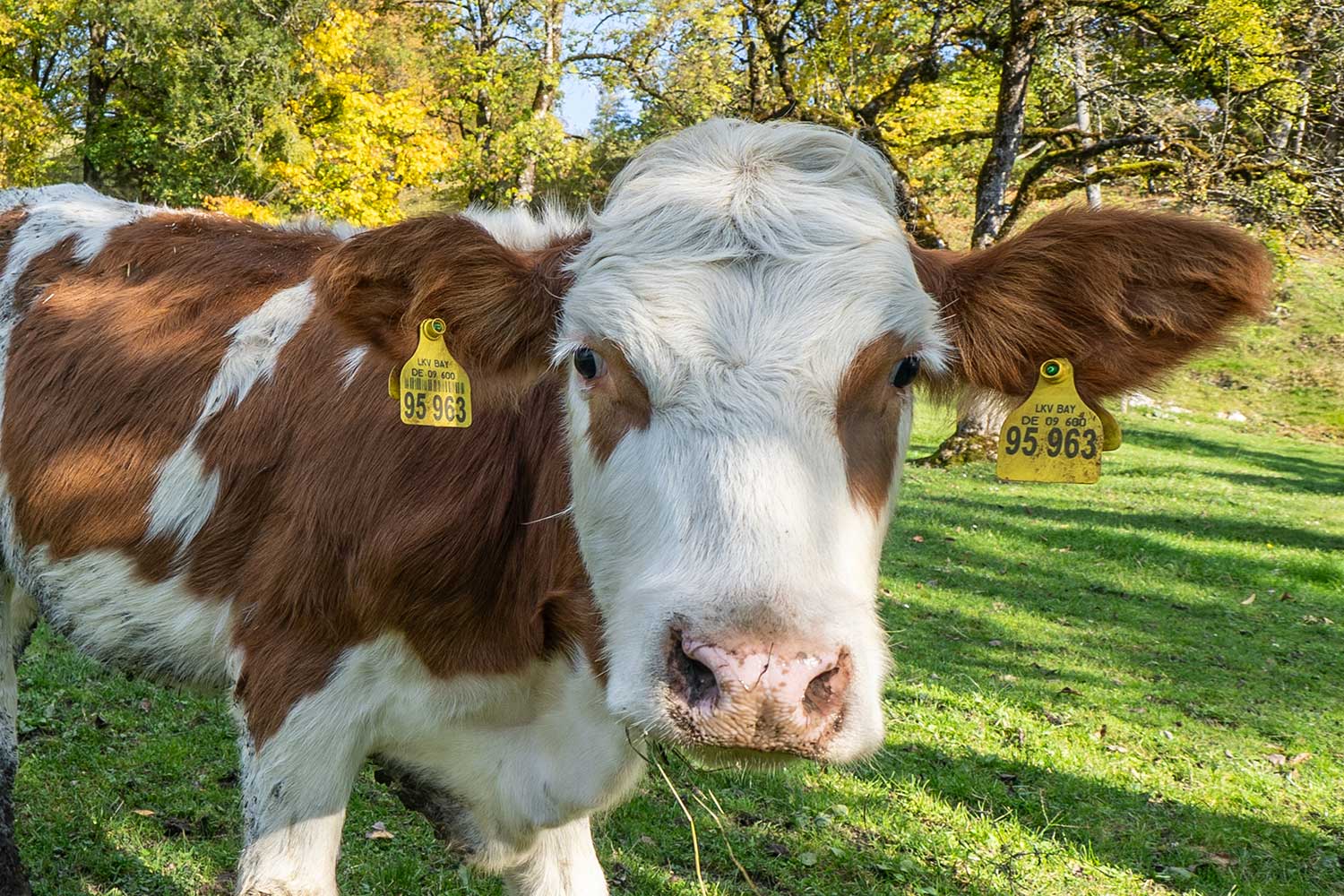 Ferienwohnung-Steffelbauerhof-Ferien-auf-dem-Bauernhof Ferienwohnung-Steffelbauerhof-Ferien-auf-dem-Bauernhof